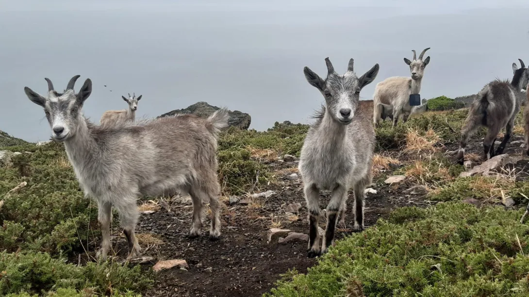 Goats